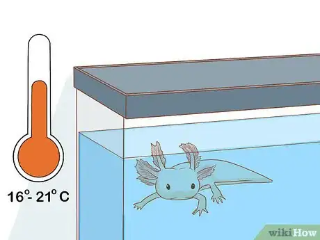 Image intitulée Care for an Axolotl Step 5