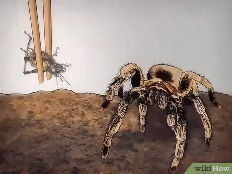 Image intitulée Tell if Your Tarantula Is Molting Step 2