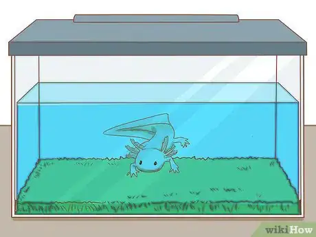Image intitulée Care for an Axolotl Step 4
