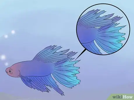 Image intitulée Cure Betta Fish Diseases Step 1