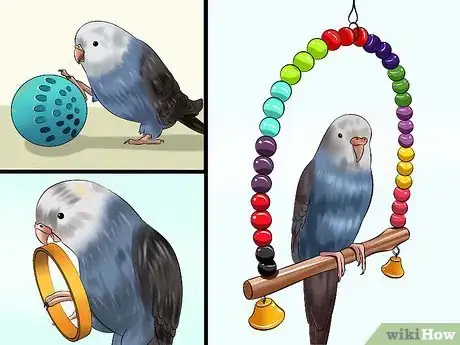 Image intitulée Tell if Your Pet Budgie Likes You Step 13