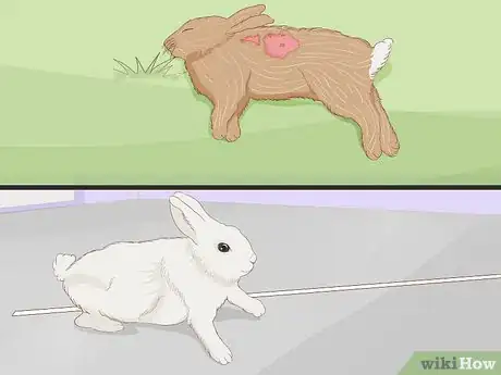Image intitulée Care for an Injured Rabbit Step 13