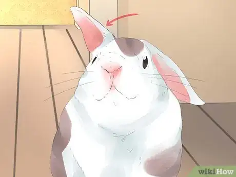 Image intitulée Understand Your Rabbit Step 13