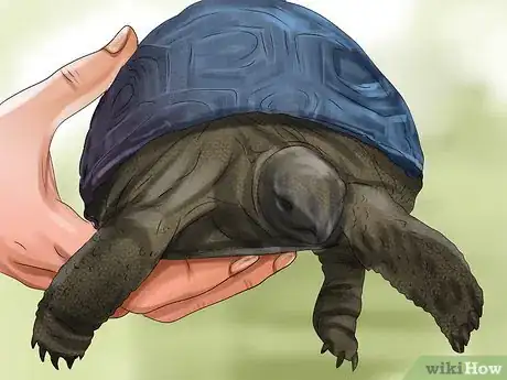 Image intitulée Tell a Turtle's Age Step 1