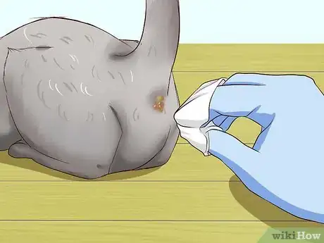 Image intitulée Clean Your Cat When He Can't Do It Himself Step 18