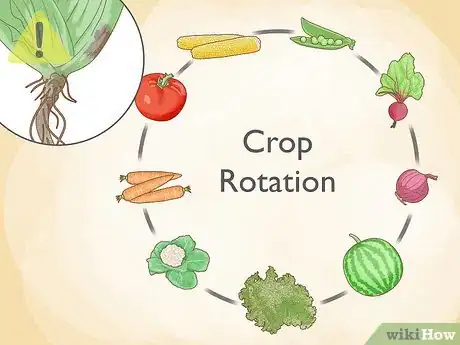 Image intitulée Grow Cauliflower Step 15