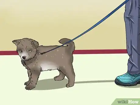 Image intitulée Potty Train a Puppy Step 8