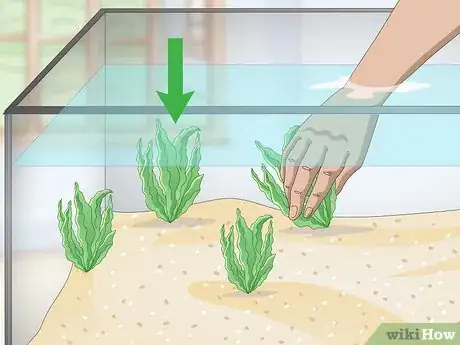 Image intitulée Set up a Tropical Freshwater Aquarium Step 7