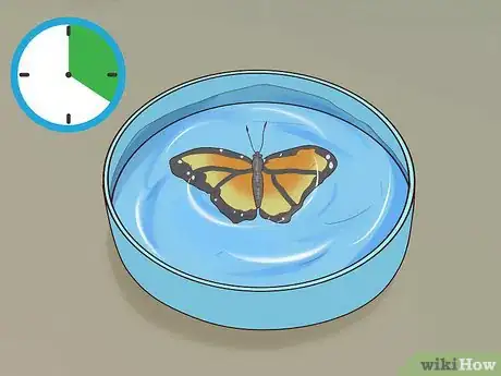Image intitulée Preserve a Butterfly Step 13