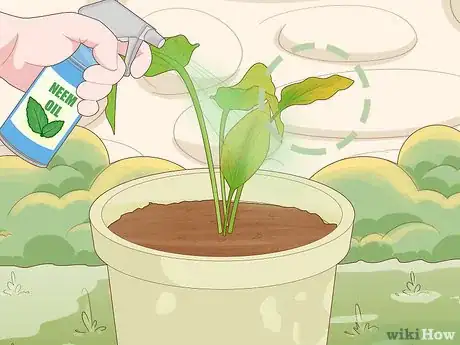 Image intitulée Grow Turmeric Step 17