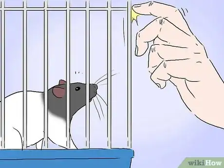 Image intitulée Tame a Rat Step 10