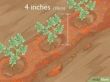 Image intitulée Grow Watermelons Step 7