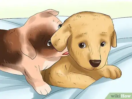 Image intitulée Get Your Puppy to Stop Biting Step 1