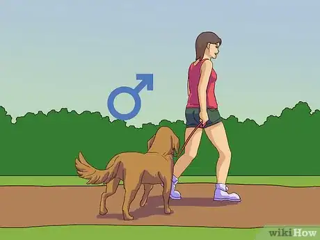 Image intitulée Calm a Male Dog when a Female Is in Heat Step 7