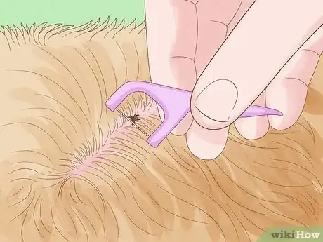 Image intitulée Remove a Tick from a Dog Without Tweezers Step 2