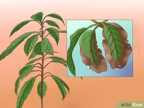 Image intitulée Grow Avocados Step 19
