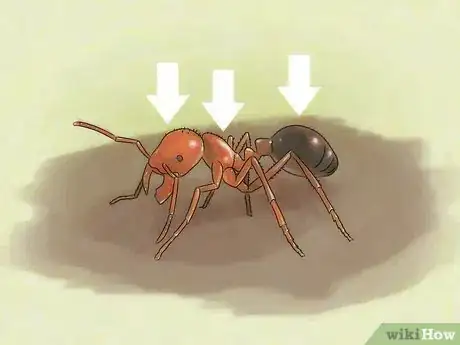 Image intitulée Identify Ants Step 6