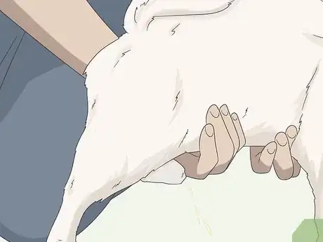 Image intitulée Express a Paralyzed Dog's Bladder Step 13