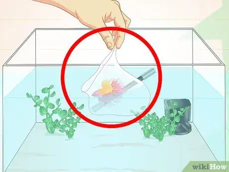 Image intitulée Care for a Betta Fish in a Vase Step 14
