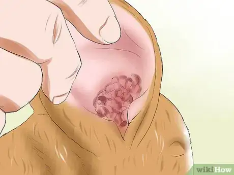 Image intitulée Treat Ear Mites in Rabbits Step 2