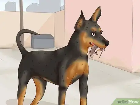 Image intitulée Care for a Miniature Pinscher Step 1