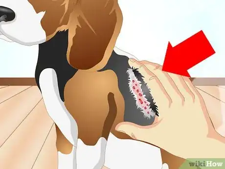 Image intitulée Determine if Your Dog Has Food Allergies Step 1