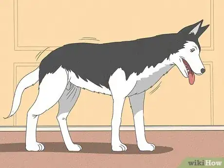 Image intitulée Know When Your Dog is Sick Step 17