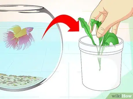 Image intitulée Care for a Betta Fish in a Vase Step 13