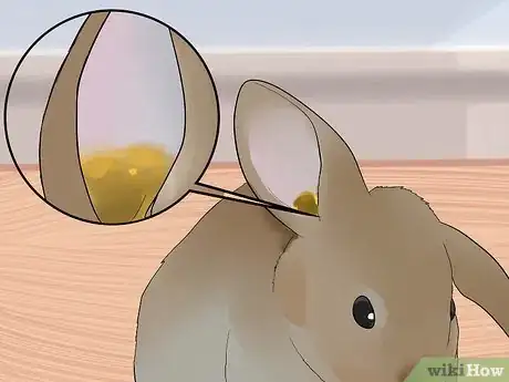 Image intitulée Clean Your Rabbit's Ears Step 13