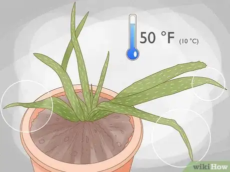 Image intitulée Why Does Your Aloe Plant Not Stand Up Step 3