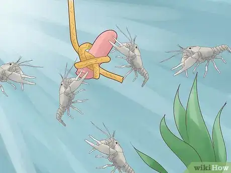 Image intitulée Catch Crawfish Step 8