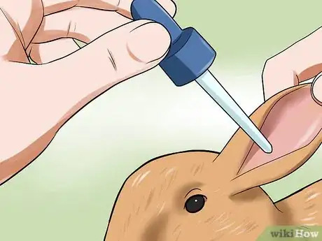 Image intitulée Treat Ear Mites in Rabbits Step 3