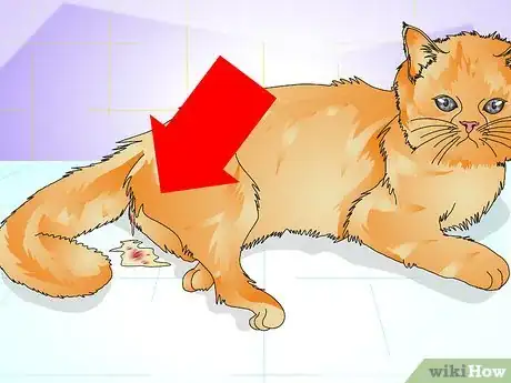 Image intitulée Tell if a Cat Is Spayed Step 12