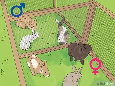 Image intitulée Determine the Sex of a Rabbit Step 1