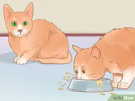 Image intitulée Know if Your Cat Is Sick Step 18