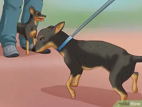 Image intitulée Care for a Miniature Pinscher Step 7