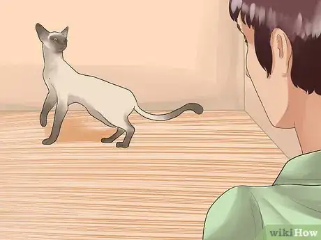 Image intitulée Tell if Your Cat Is in Heat Step 2