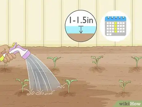 Image intitulée Grow Cauliflower Step 7