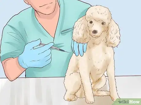 Image intitulée Care for a Toy Poodle Step 20