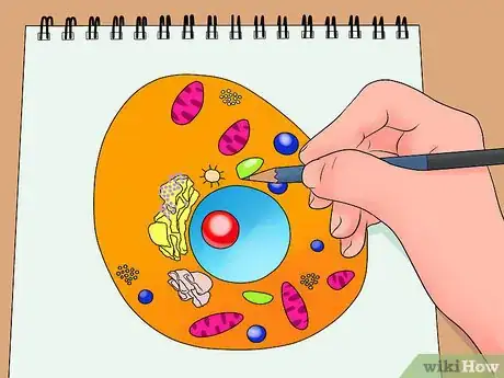 Image intitulée Make an Animal Cell for a Science Project Step 3