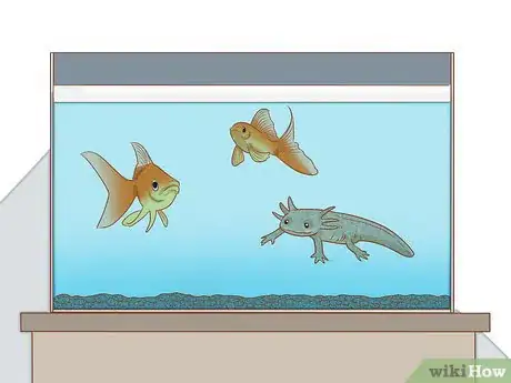 Image intitulée Care for an Axolotl Step 9