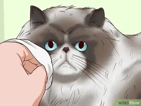 Image intitulée Clean Your Cat When He Can't Do It Himself Step 13