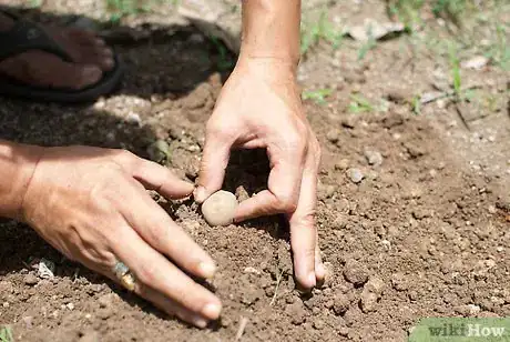 Image intitulée Plant Potatoes Step 3