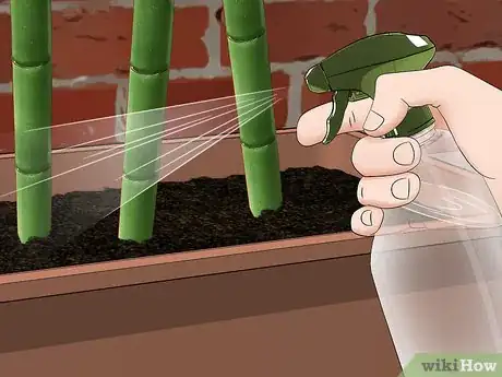 Image intitulée Propagate Bamboo Step 6