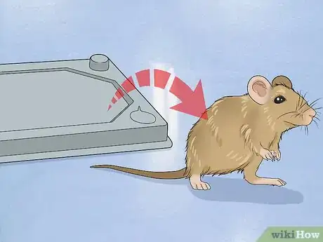 Image intitulée Remove a Live Mouse from a Sticky Trap Step 5