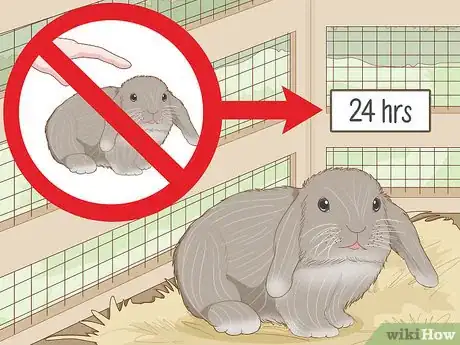 Image intitulée Care for a New Pet Rabbit Step 6