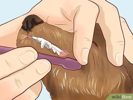 Image intitulée Care for a Toy Poodle Step 14