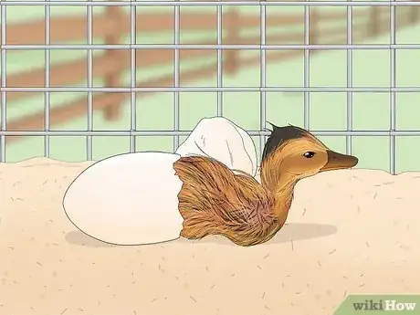 Image intitulée Care for a Pet Duck Step 14