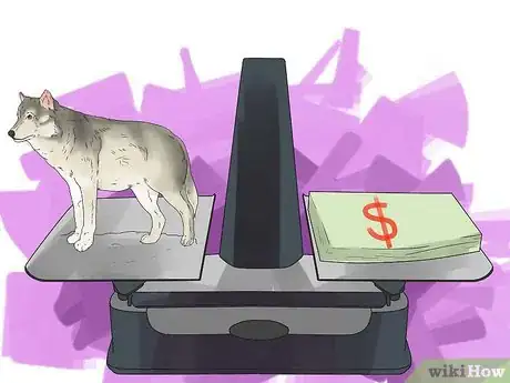 Image intitulée Own a Pet Wolf Step 3