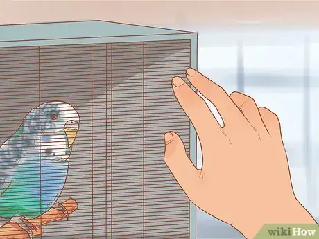 Image intitulée Teach Your Parakeet to Love You Step 3